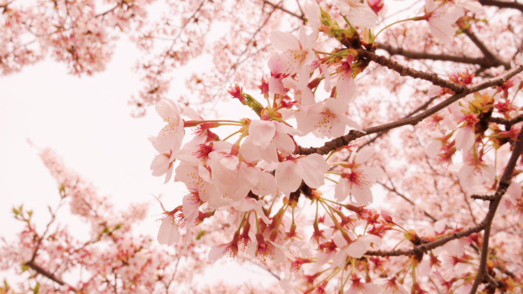 写真：桜のイメージ
