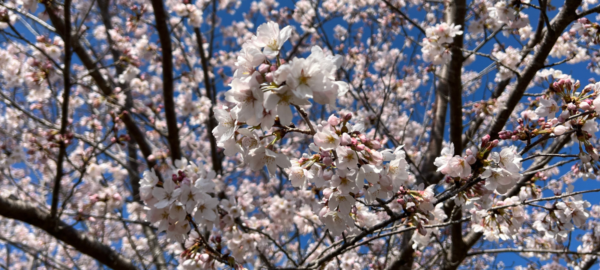 たくさんの桜のお花が咲き誇ります